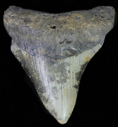 Juvenile Megalodon Tooth - North Carolina #61858